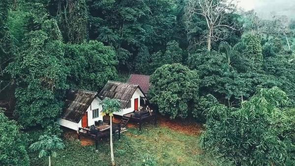 Jungle Guesthouse
