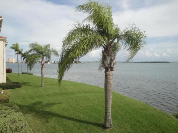Palma Perfect Florida Getaway, Rezervovat Rekreační dům Pinellas County hotely s bazénem, Bazén