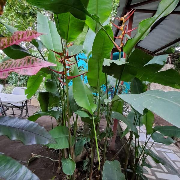 Hospedaje y Restaurante la cocina de Mami, Rezervovat  Moyogalpa Ometepe