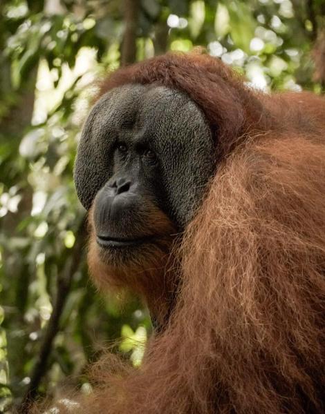 Sama Sama Homestay & Trekking Only Stay Here Book Trekking and Transport With Us, Rezervovat  Levné hotely v Sumatra