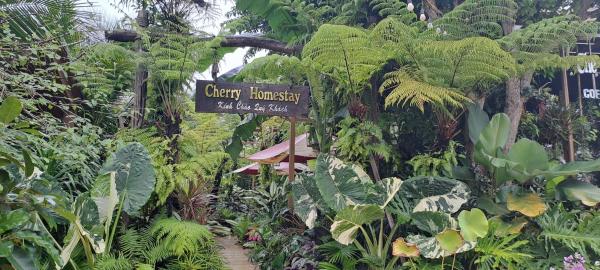 Cherry HomeStay & coffee, Rezervovat  Dak Lak hotely s bazénem, Bazén