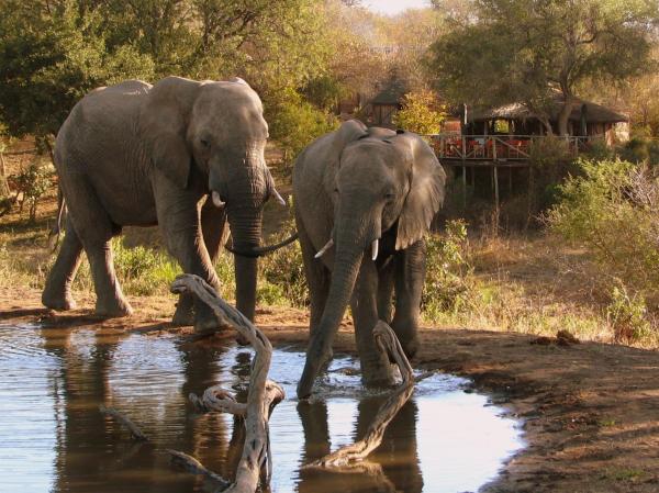 Umlani Bushcamp, Rezervovat Bouda / Lodge Timbavati Game Reserve Mpumalanga