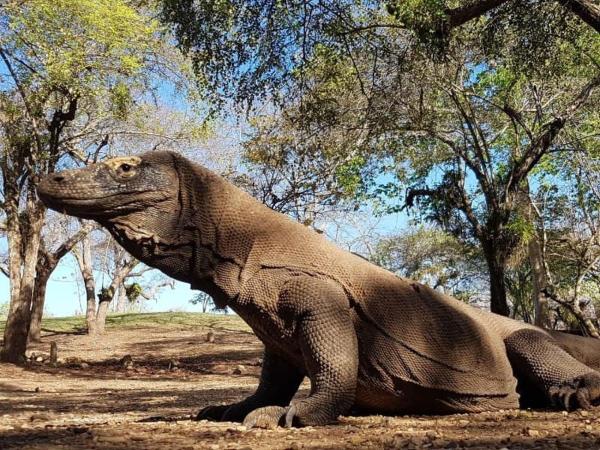 4D3N CRUISE Lombok-Komodo-Flores, Rezervovat  Mangsit Lombok
