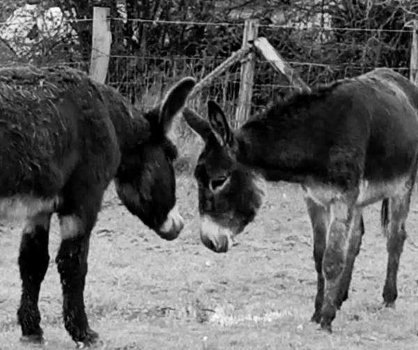 La Ferme De La Bete Noire, Rezervovat  Thieffrain 