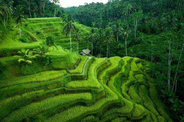 Gorgeous Villa in Rice Fields, Rezervovat  Bali hotely s bazénem, Bazén