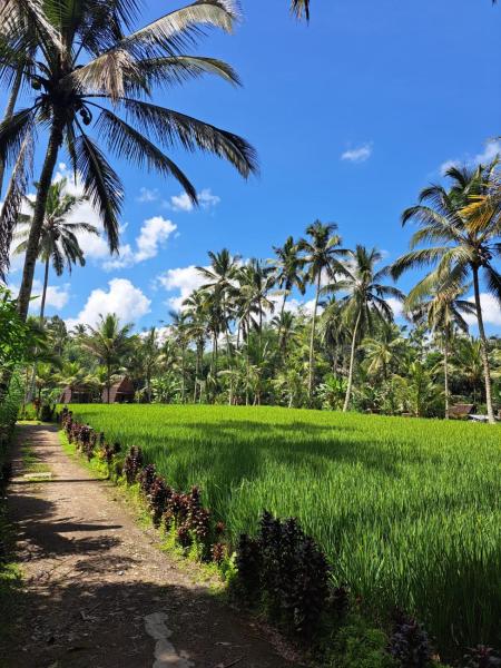 tarotours accommodations - we manage different guesthouses in taro village, Rezervovat  Hotely v Bali s parkováním, Parkování