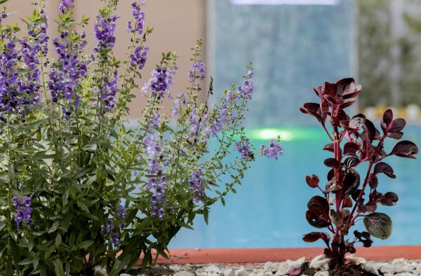 Macaws Villa, Rezervovat  Cartago hotely s bazénem, Bazén